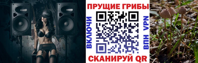 Купить  Южа  Псилоцибиновые грибы Psilocybine cubensis 